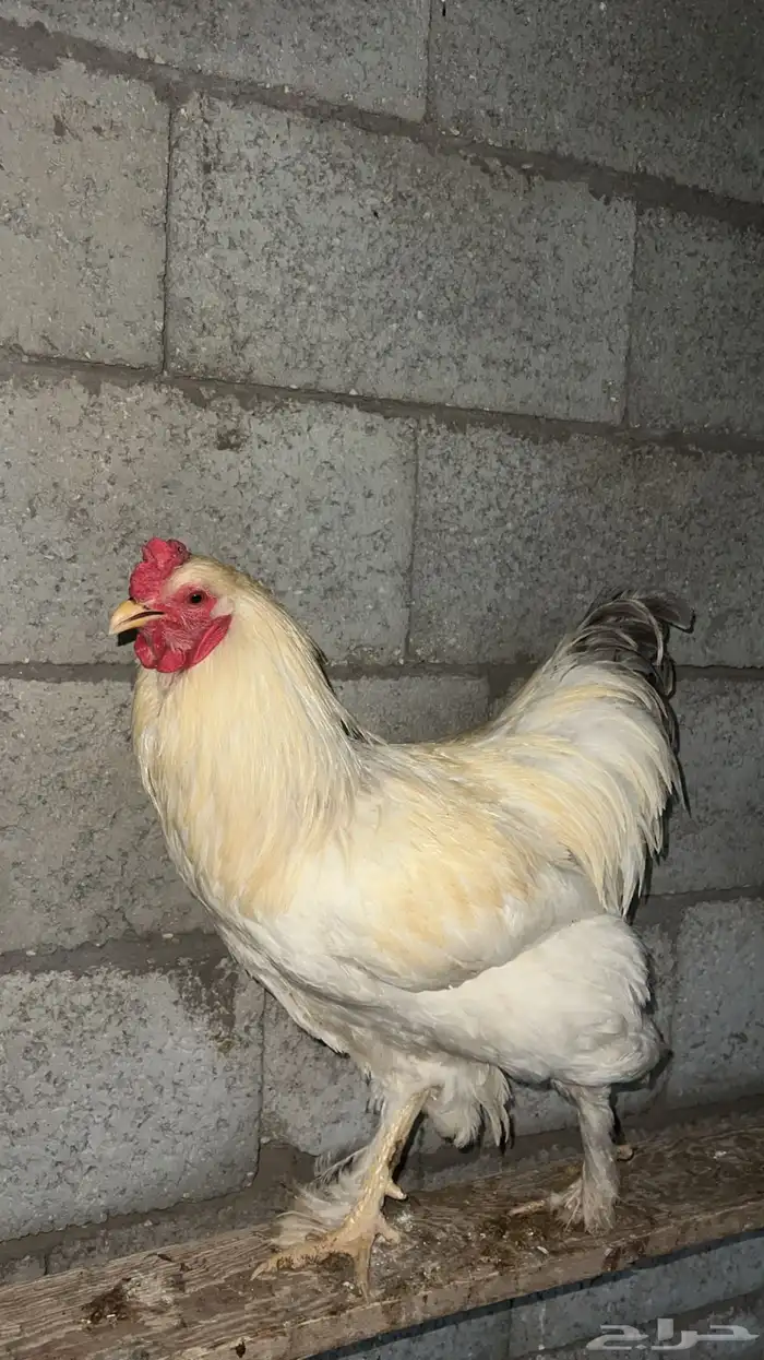 دجاج براهما 1