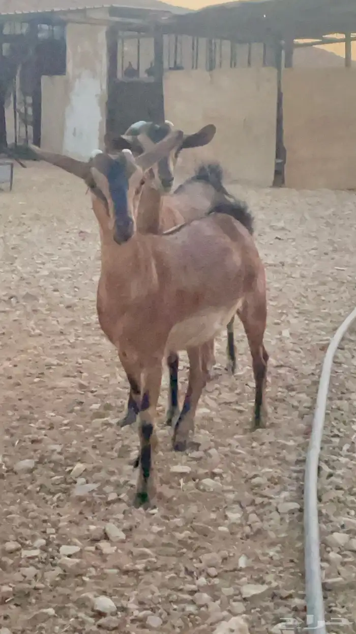 جفار دهم لون الصيد يصلحن مع وعل 4