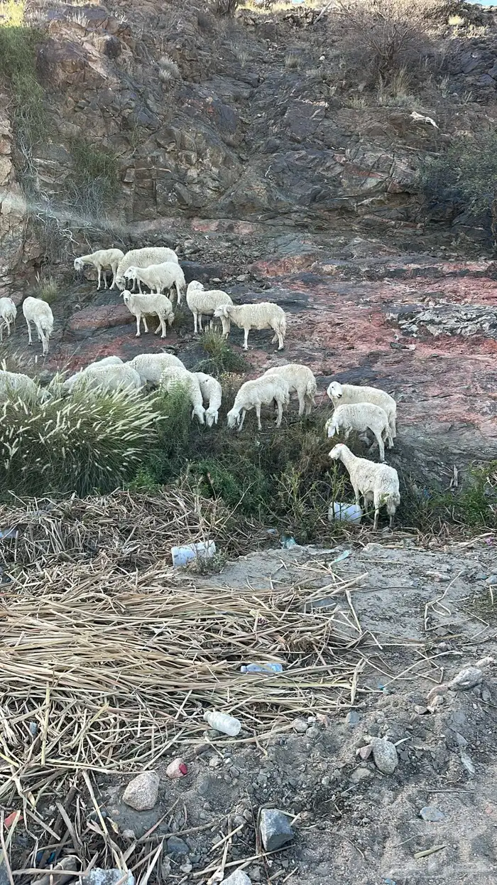 غنم مقاني طيبه 1