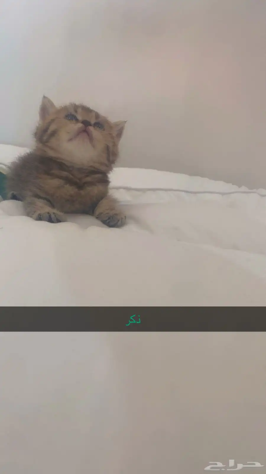 قطط صغيرة 0