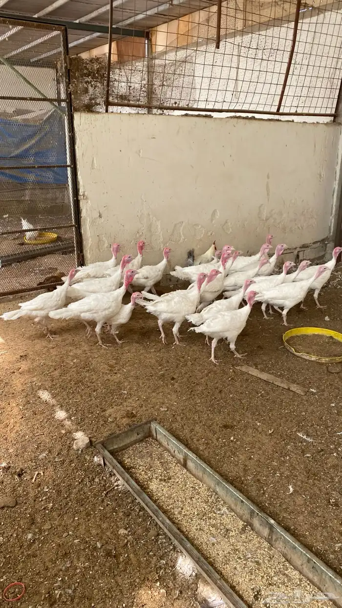 دجاج وديكة رومي 4 خمس شهور 2