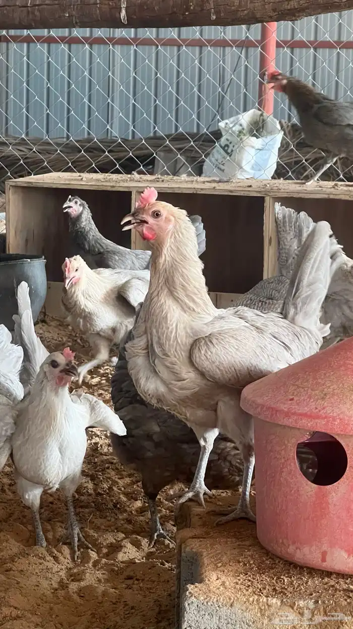 بيض دجاج المنيوم 0