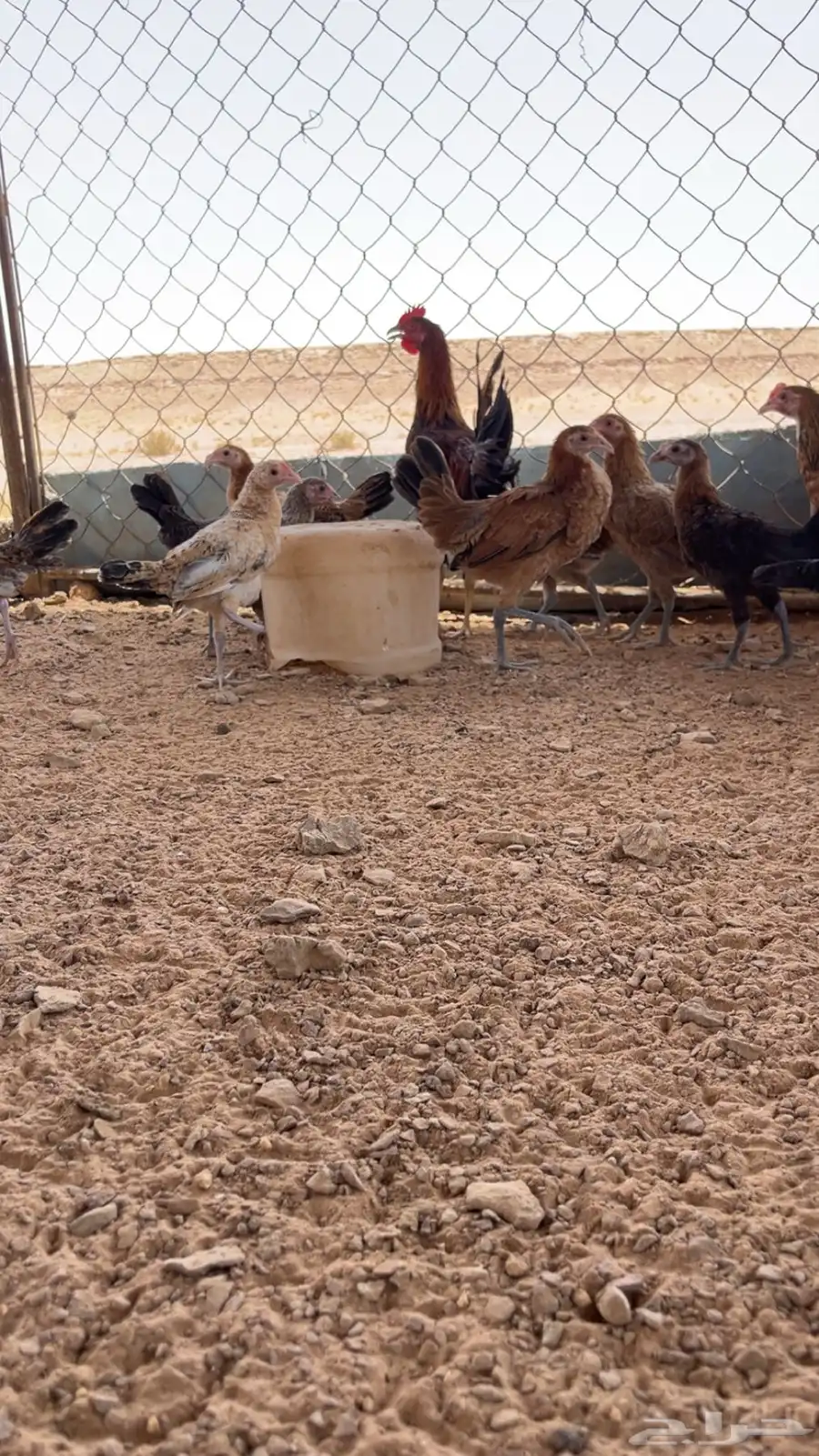 دجاج 2