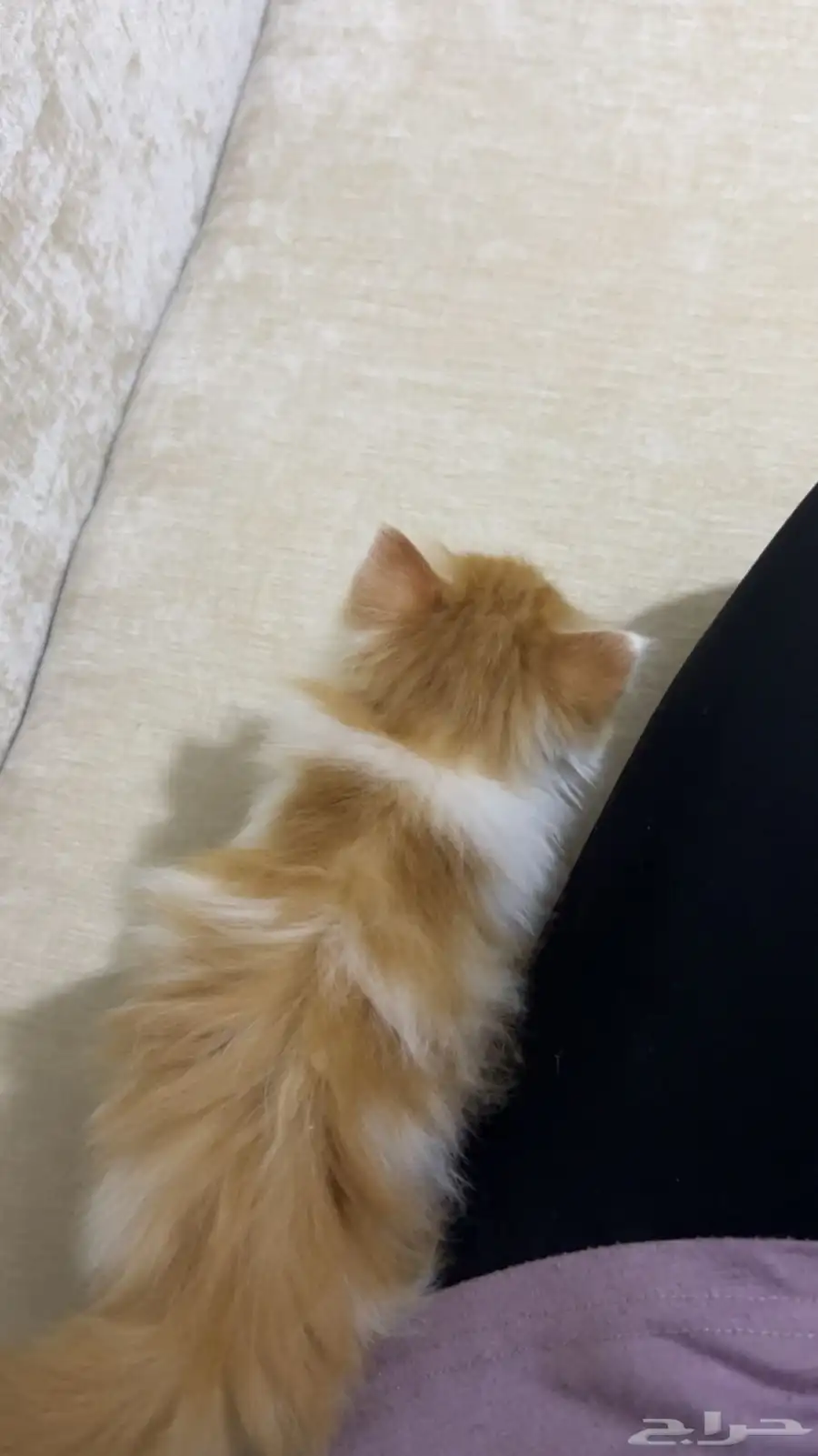 قطة 1