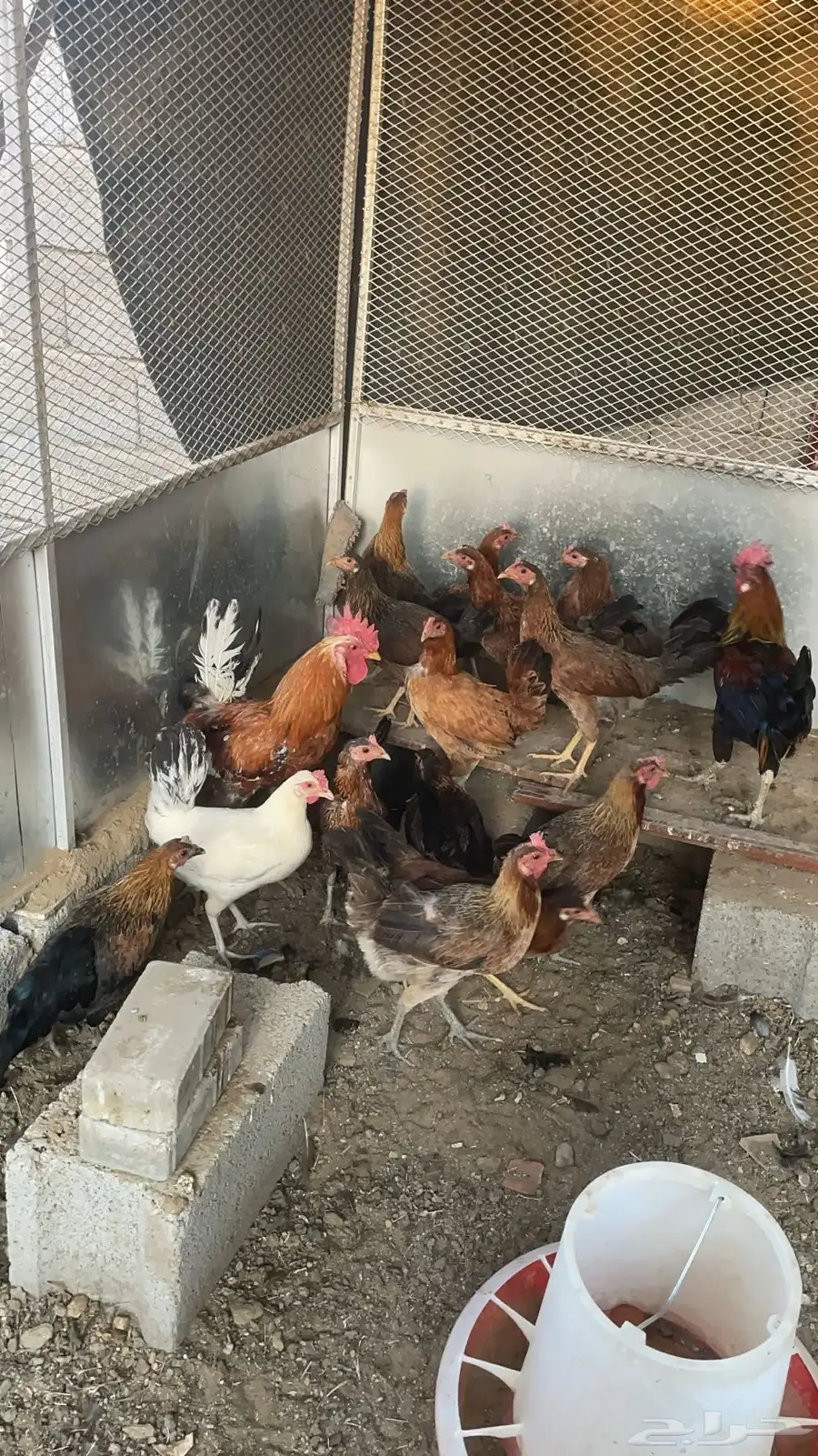 دجاج ما بين عربي وبلدي 13