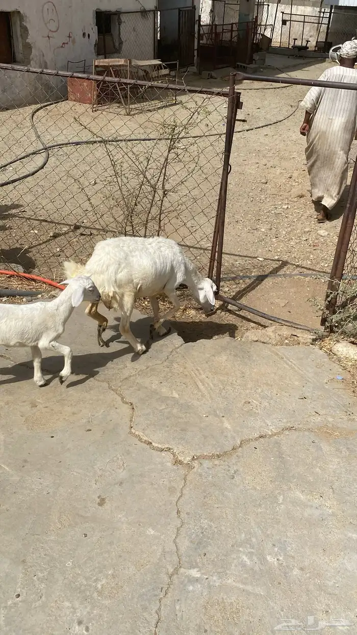 ((( تم البيع ))) نعجة تحتها رخل 4