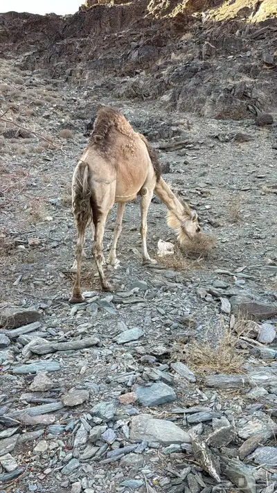 للبيع خلفه معها قعود 15