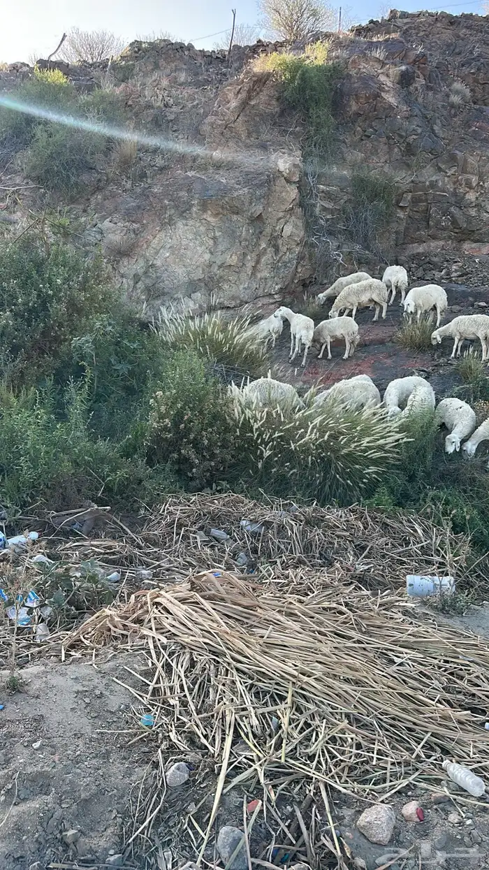 غنم مقاني طيبه 0