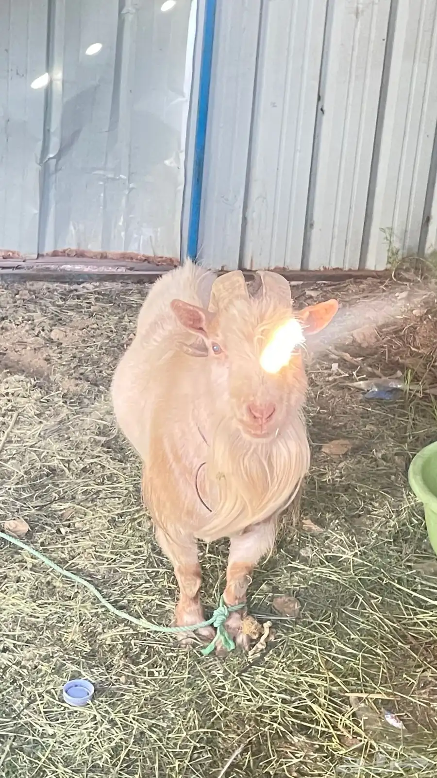 ماعز قزم فحل بيور امريكي 3