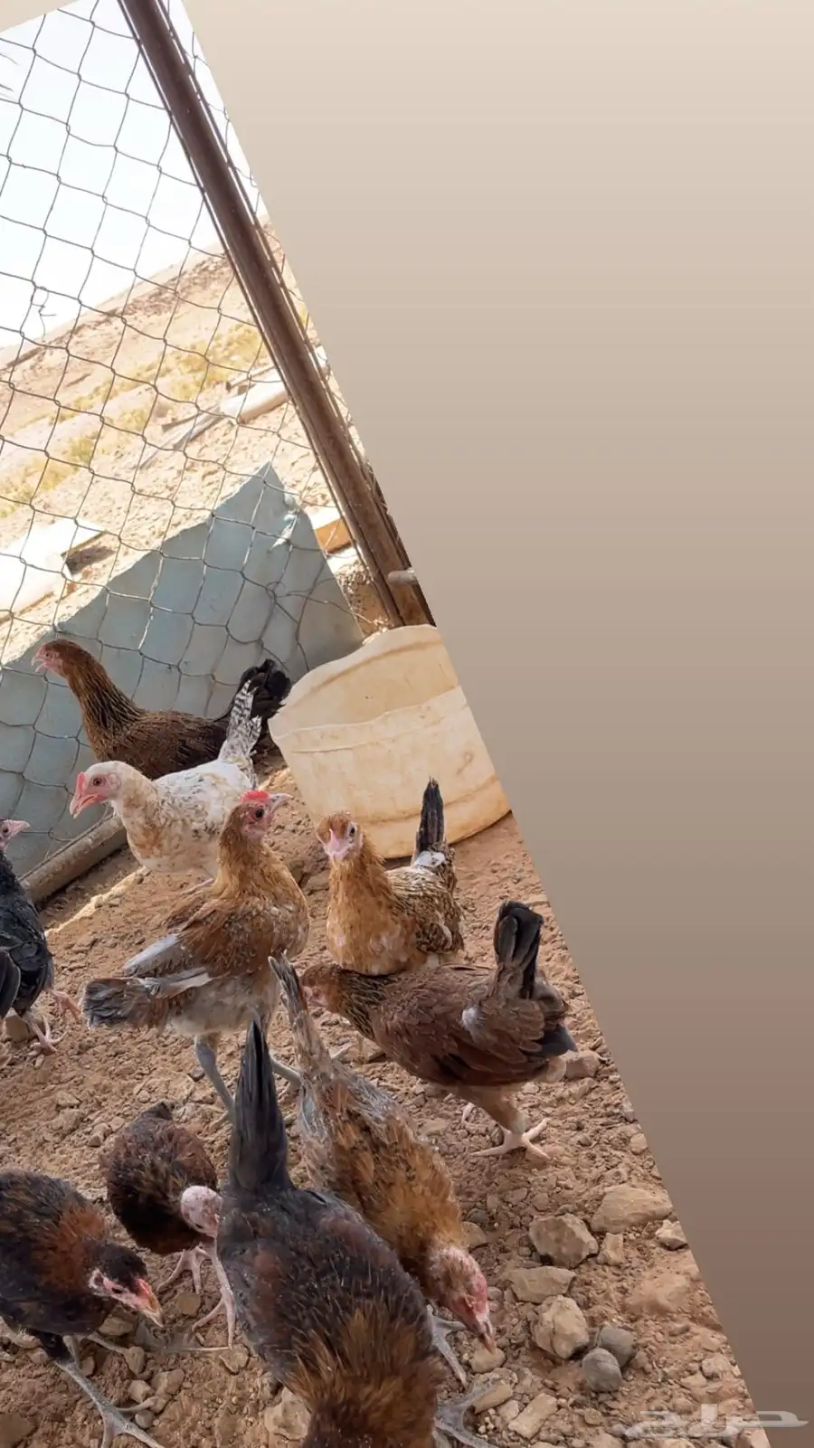 دجاج 0