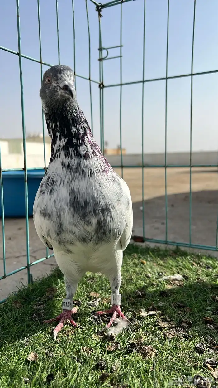حمام باكستاني 5