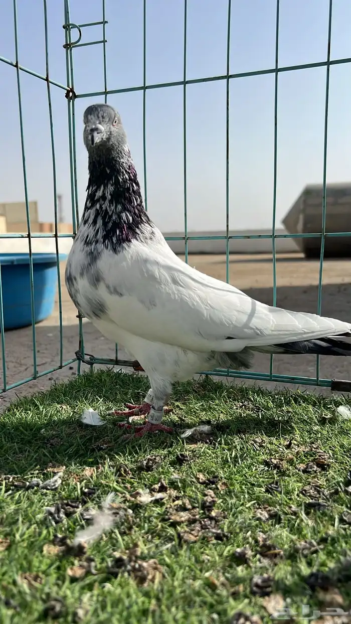 حمام باكستاني 0