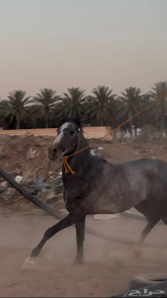مهر جزيري نقبل بدل طرب وجمال 4