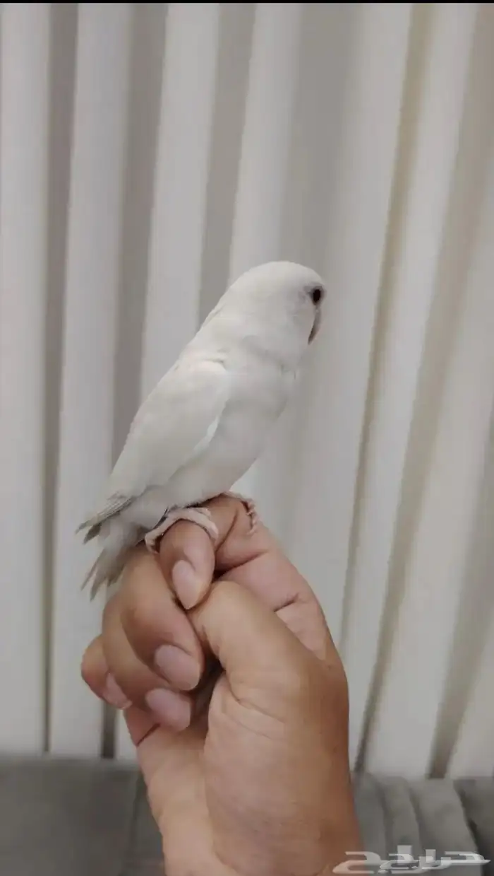 روز البينو تم البيع 1