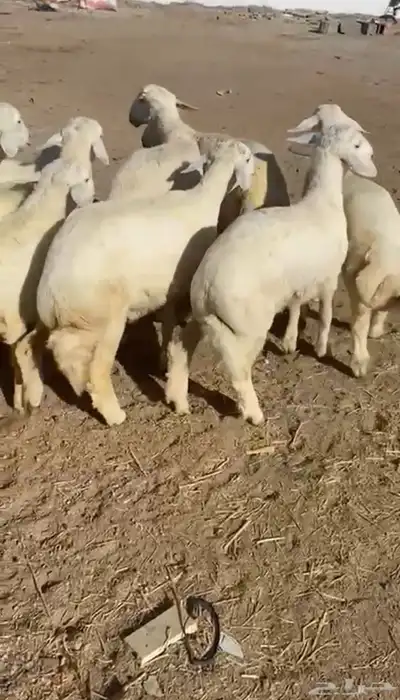 طليان حريه تم البيع 2