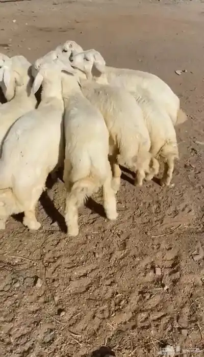 طليان حريه تم البيع 1
