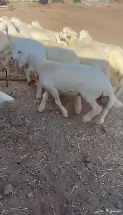طليان حريه تم البيع 4