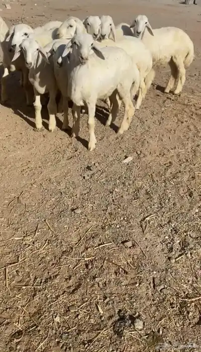 طليان حريه تم البيع 3