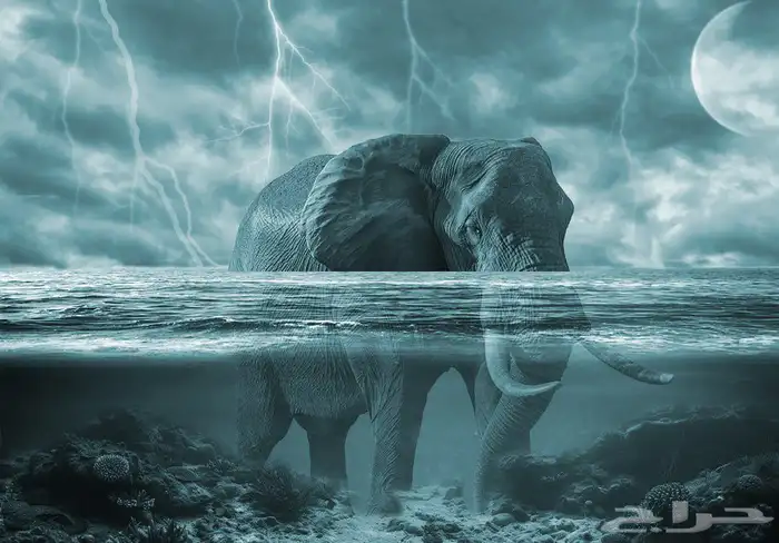 تصميم بوستات احترافية بأسعار تنافسية 2