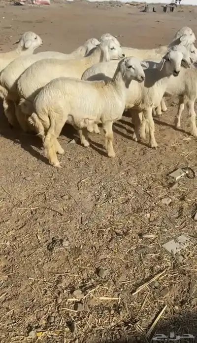 طليان حريه تم البيع 0
