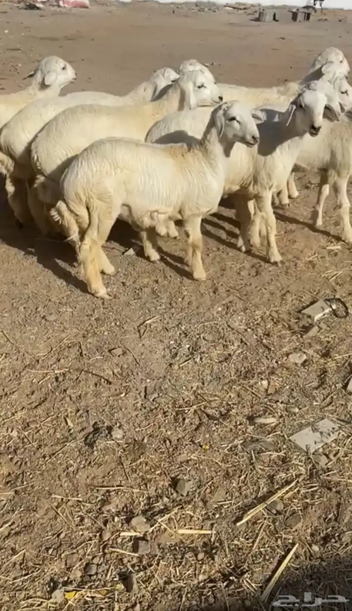 طليان حريه تم البيع 0