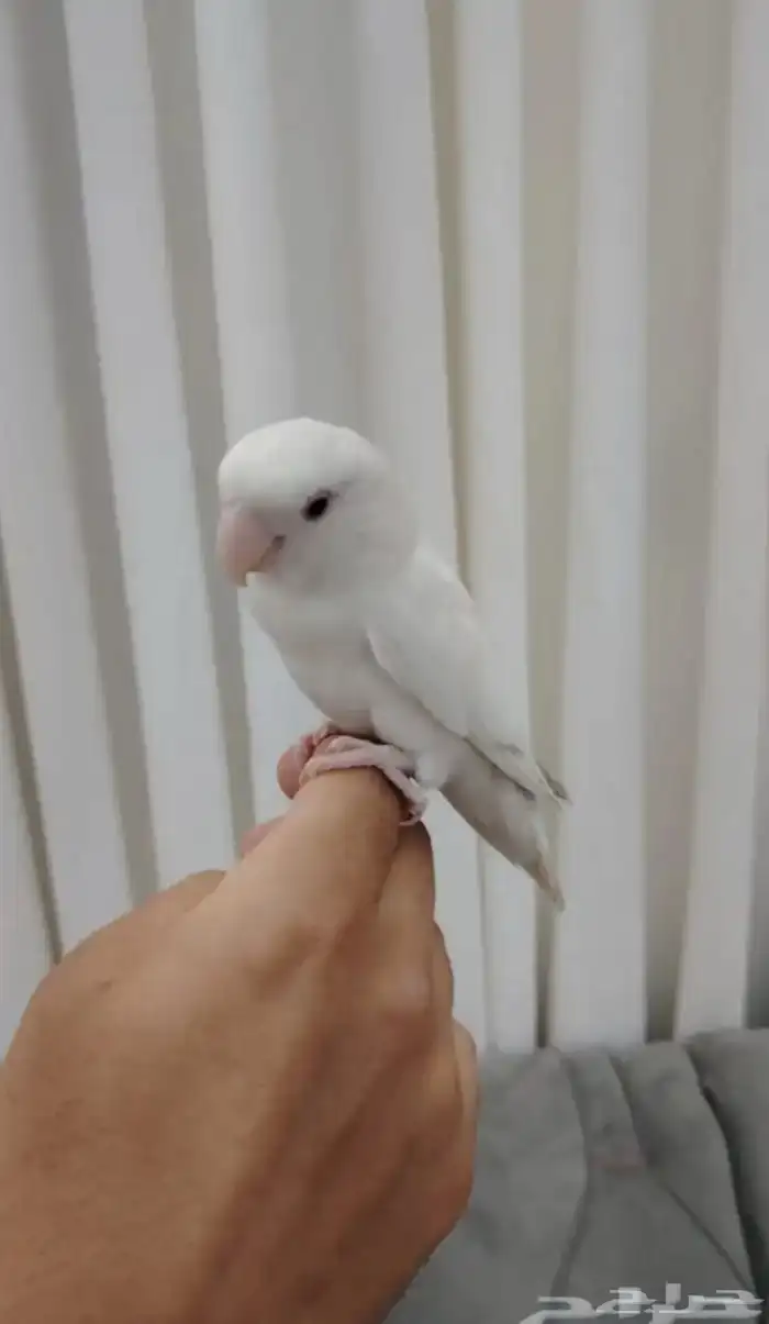 روز البينو تم البيع 3