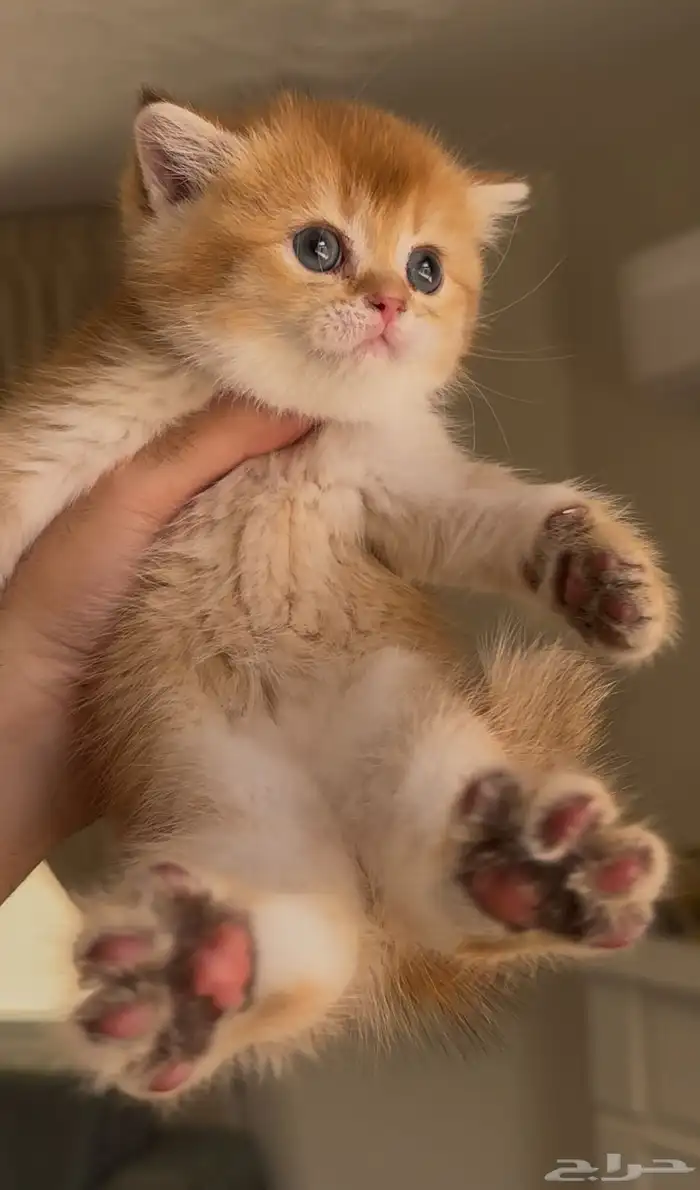 سكوتش فولد ستريت ( تم البيع ) 3