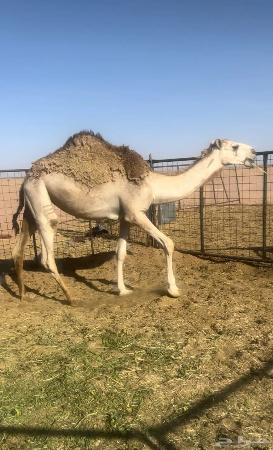 بكره 1