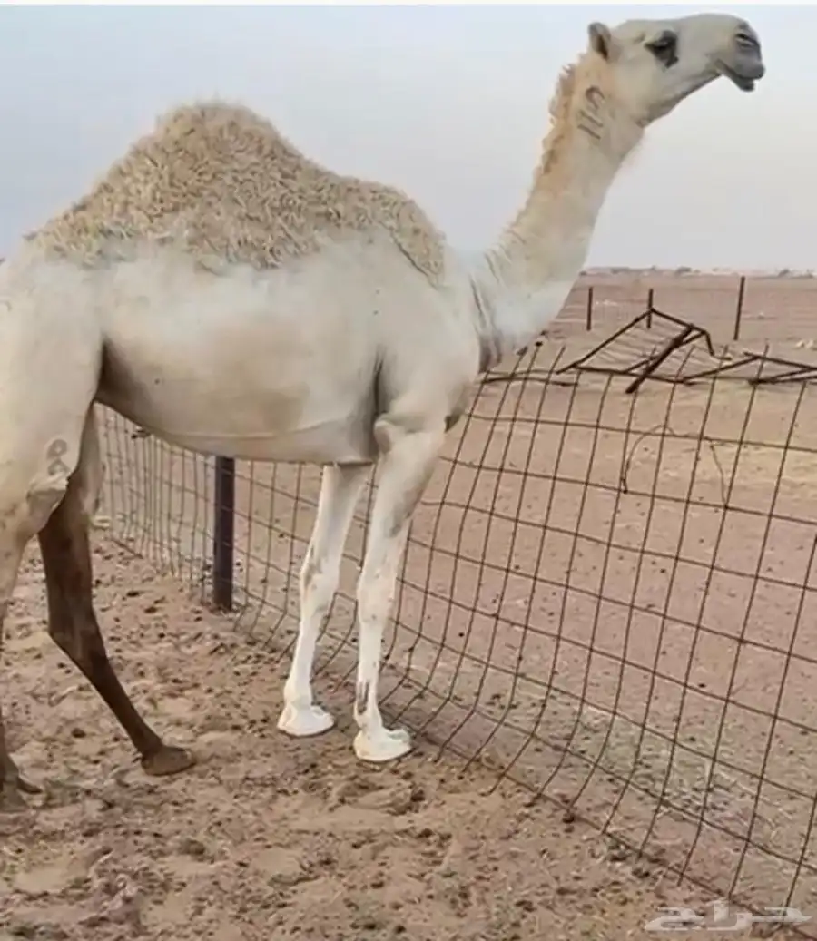 حقة للبيع 0
