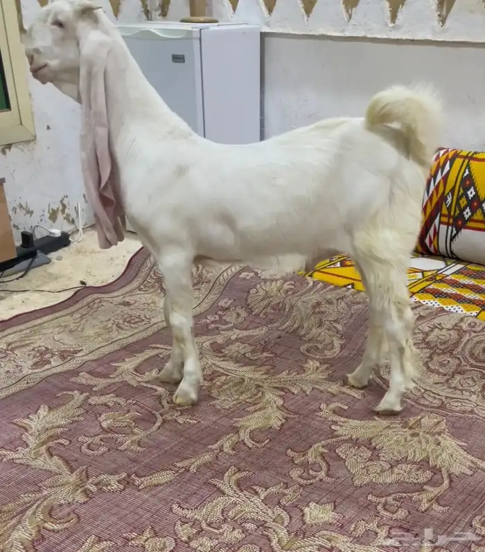 جفر تيس فحل مطور ابيض 1