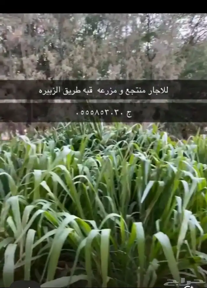 للإيجار مزرعه القصيم قبه طريق الزبيره 0