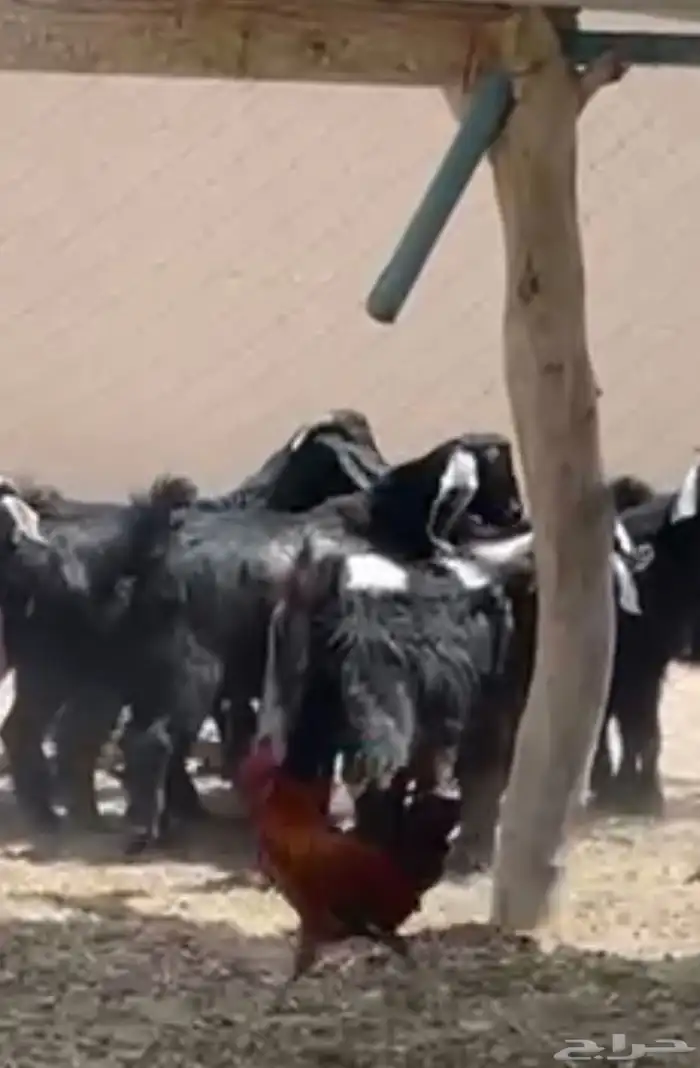 ذبايح ثلاجه 1