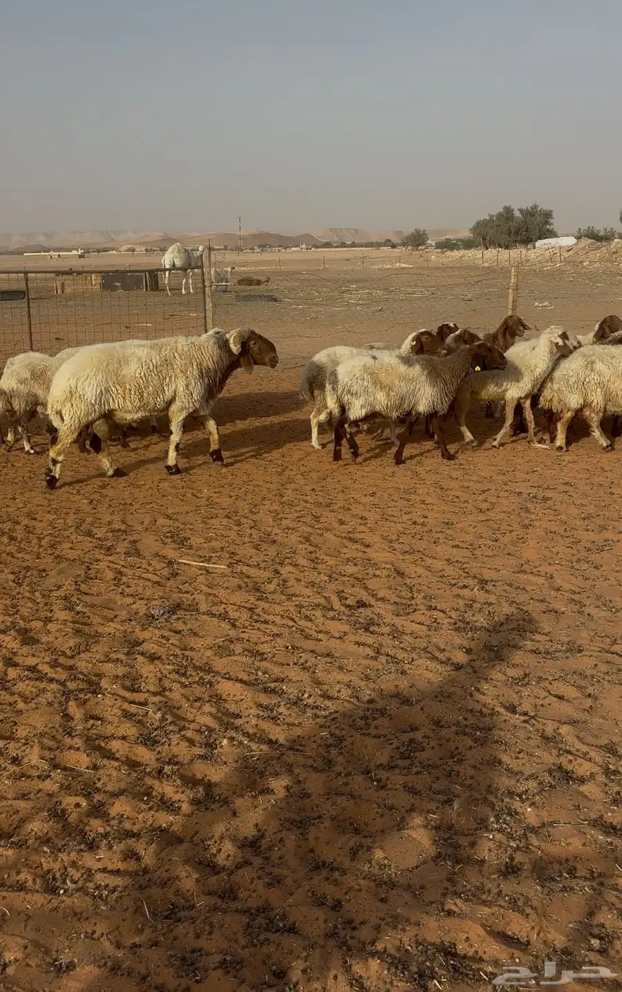 نعيم مراح بفحلها42صغار سن 1