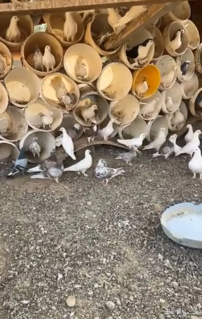 حمام فيه نوع بلجيكي ونوع شيرازي ونوع رقاص والباقي عايدي 1