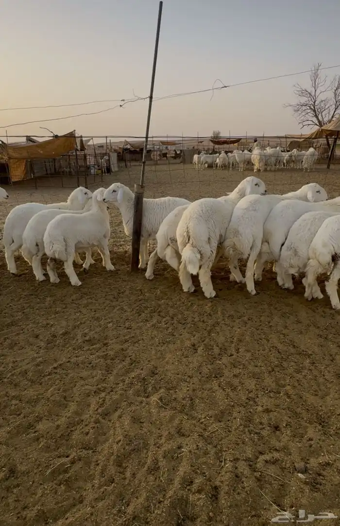 للبيع 12 كله خرفان طيبة مراح واحد 4