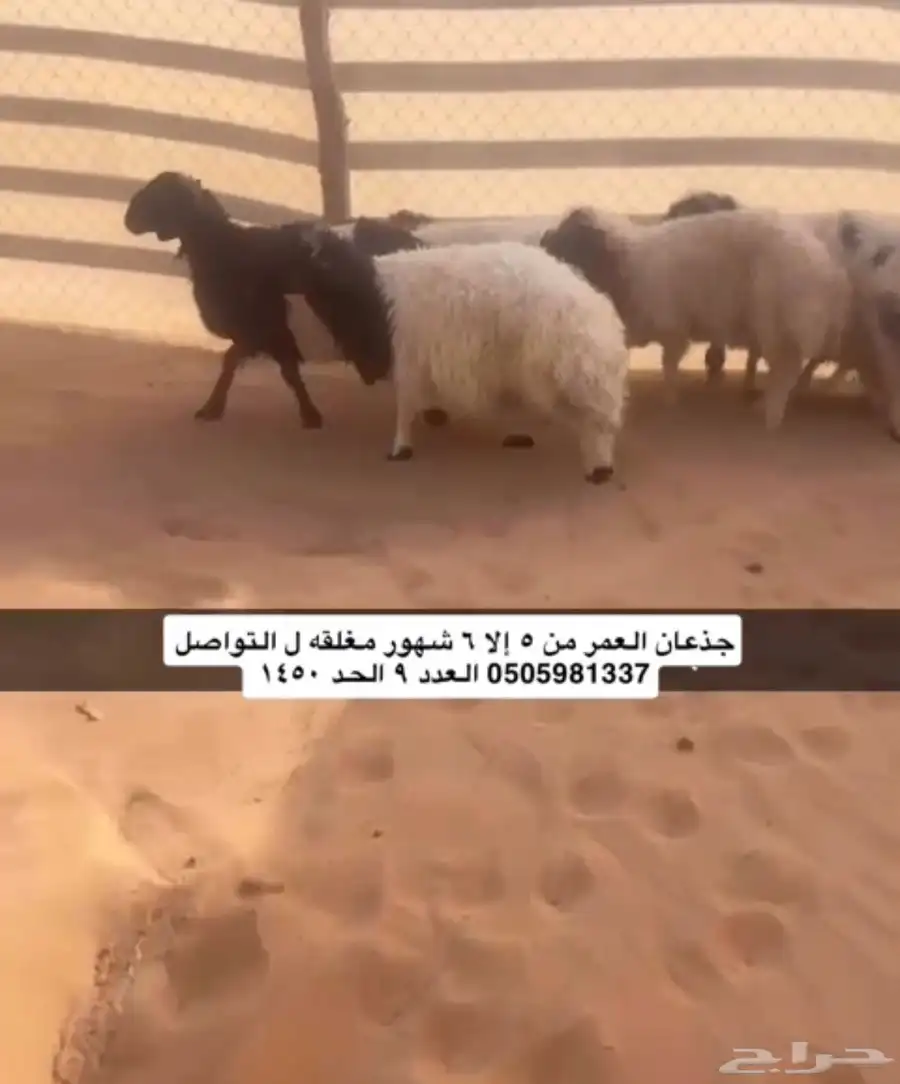 اغنام 0