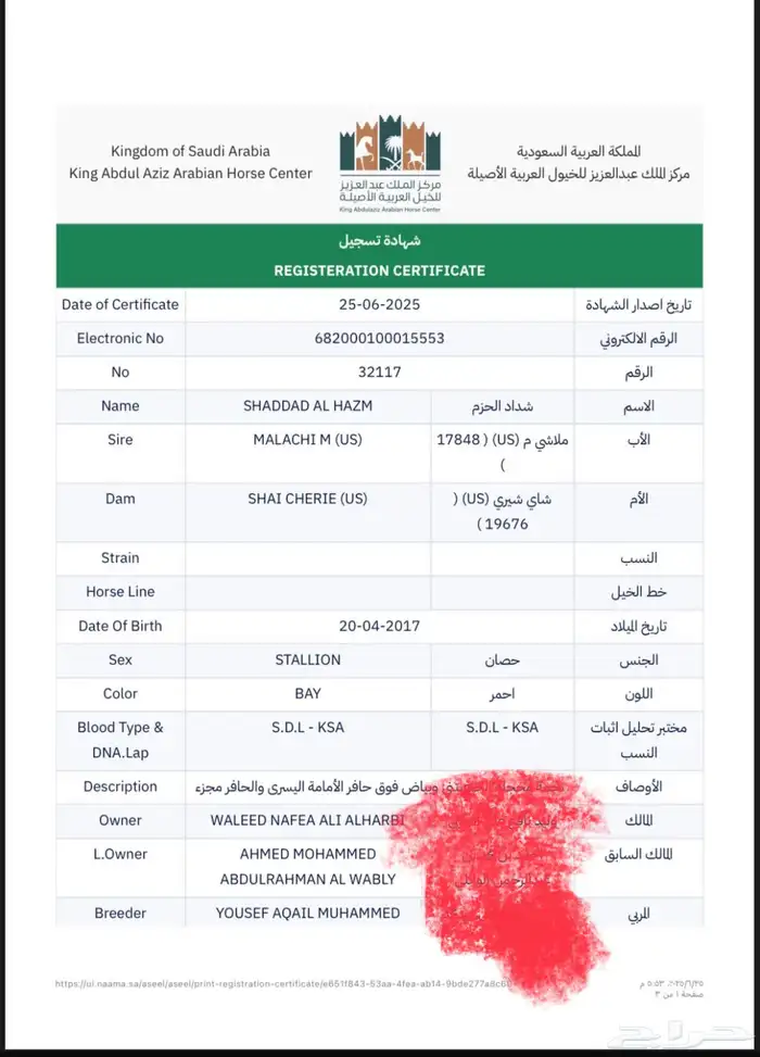 حصان واهو جميل 0