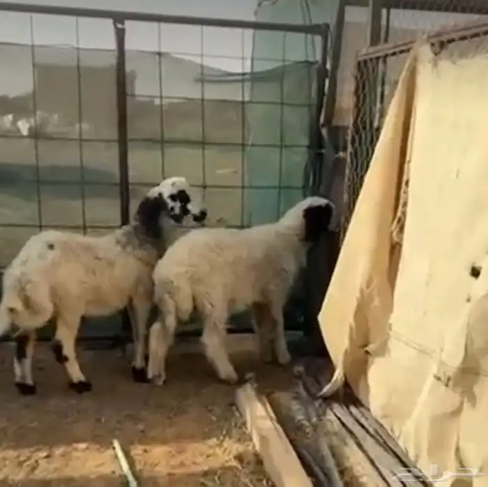 ذبايح للبيع جميع أنواع الذبايح 3