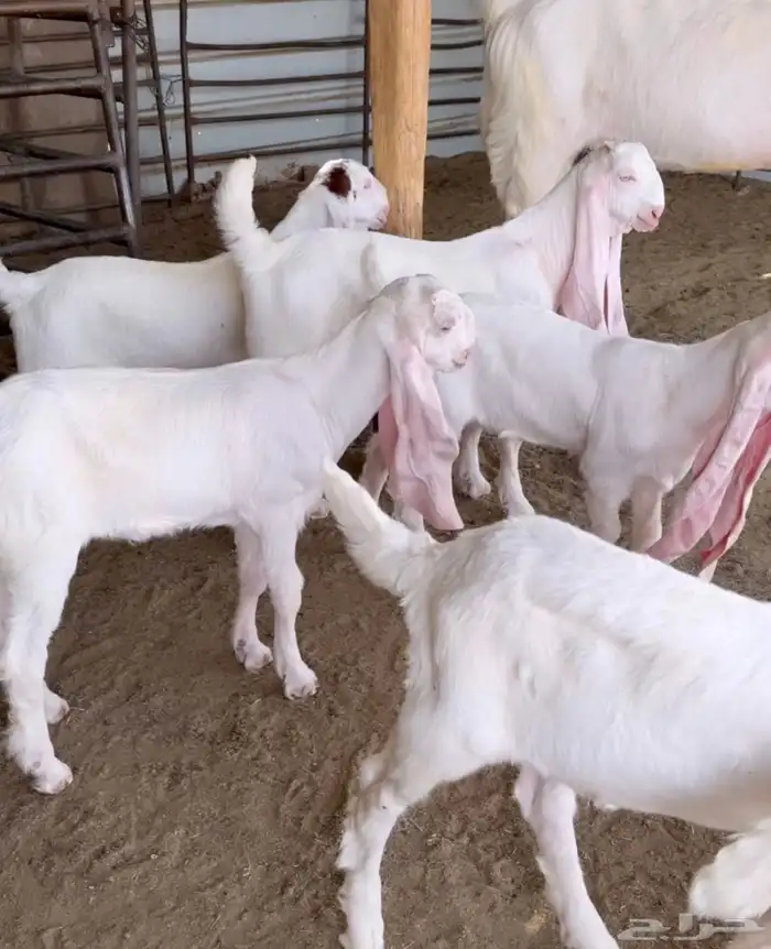 تيس مطور ابيض صنف 4