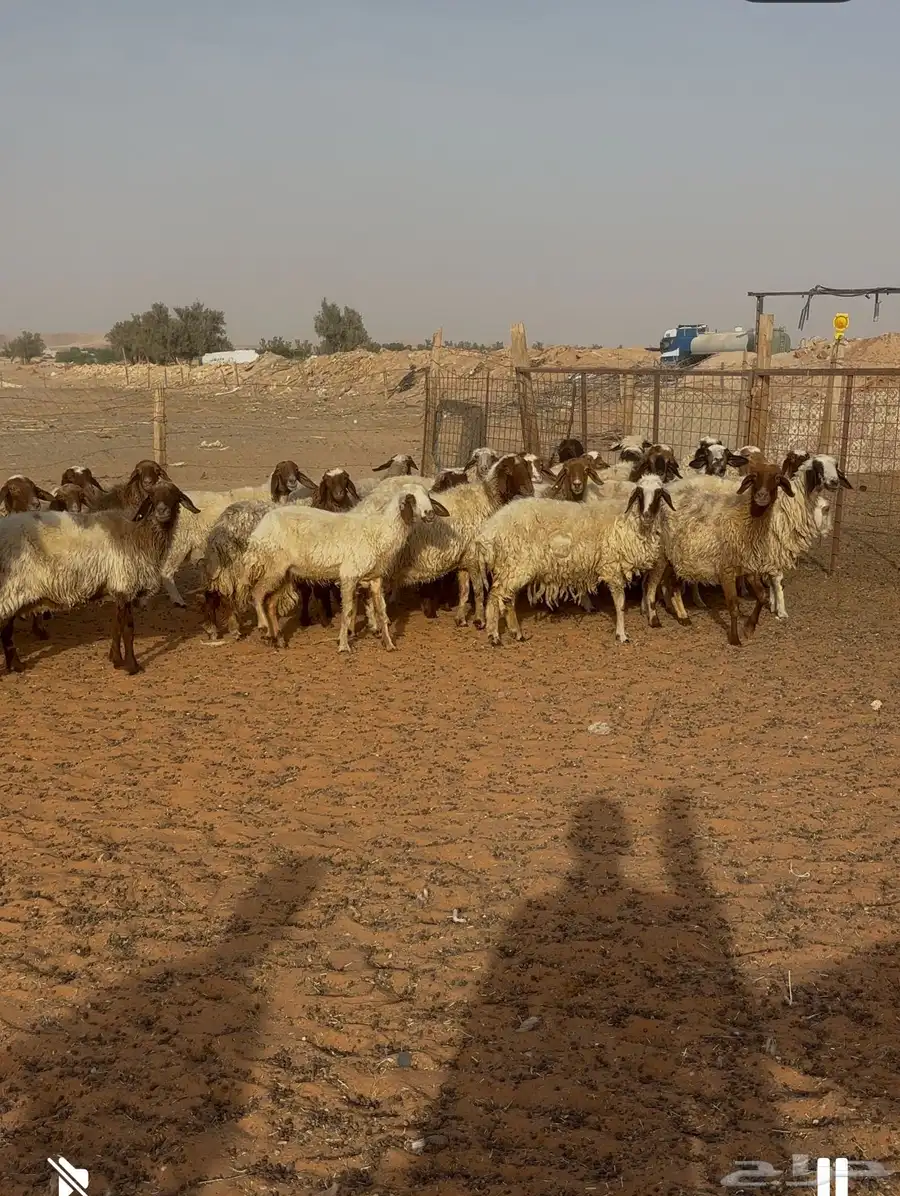 نعيم مراح بفحلها42صغار سن 0