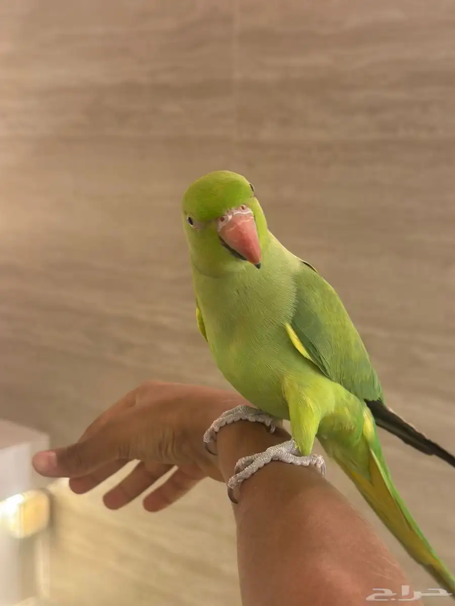 دره هندي 13