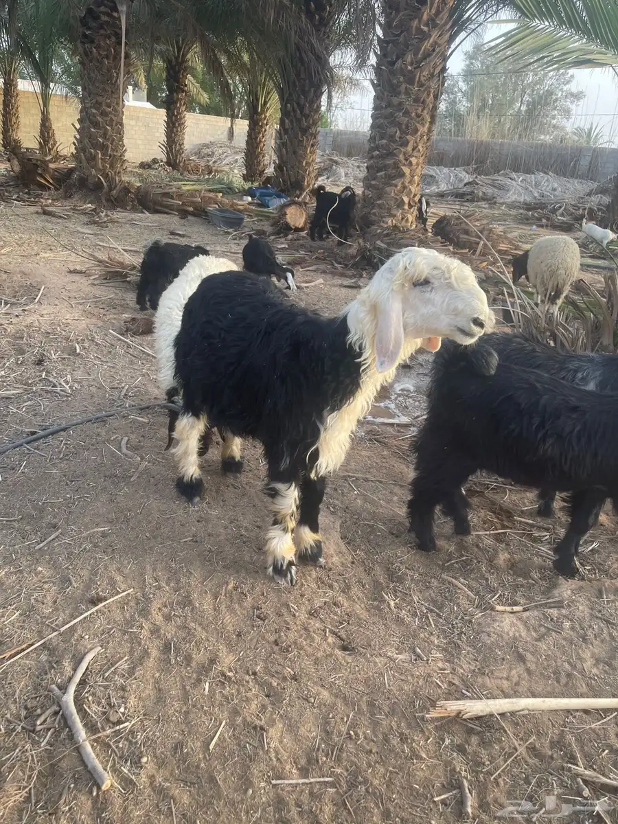 نجدي خروف ورخل 2