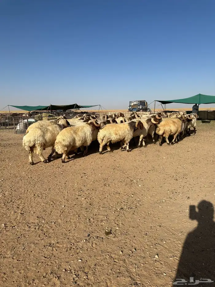 فحول أنعيم طيبه اللبييع 7