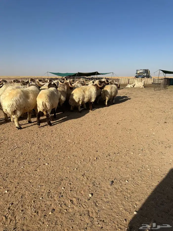 فحول أنعيم طيبه اللبييع 5