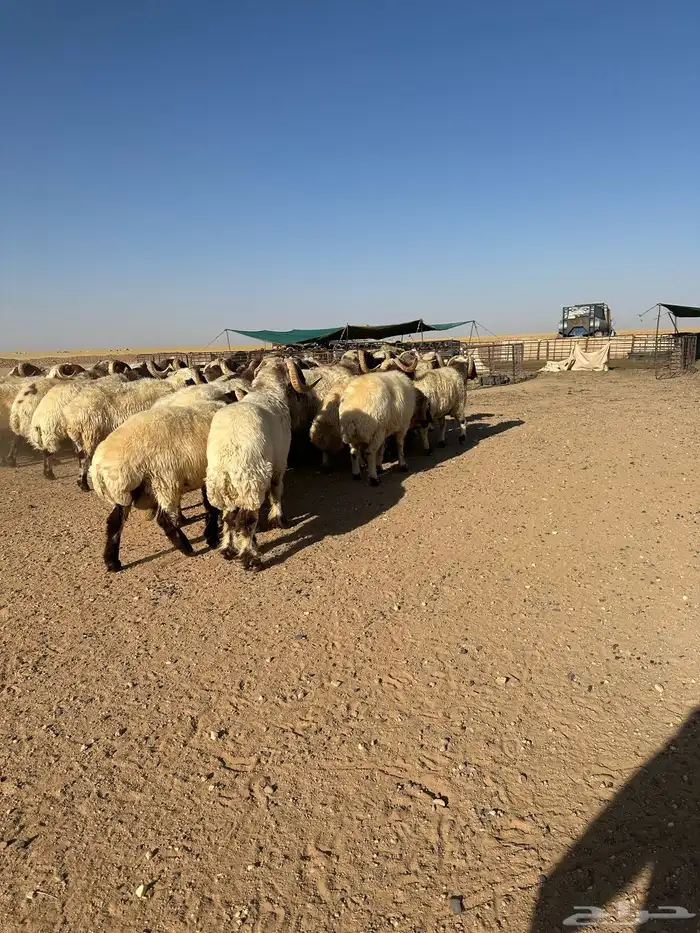 فحول أنعيم طيبه اللبييع 13