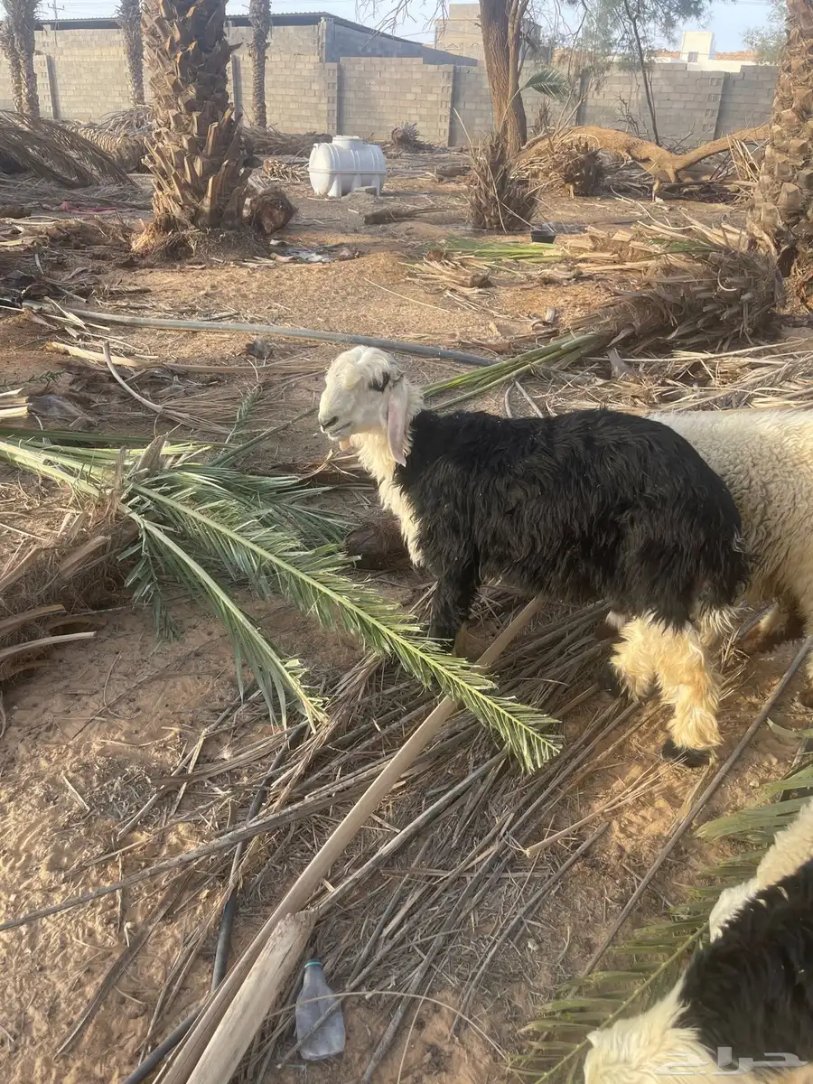 نجدي خروف ورخل 6