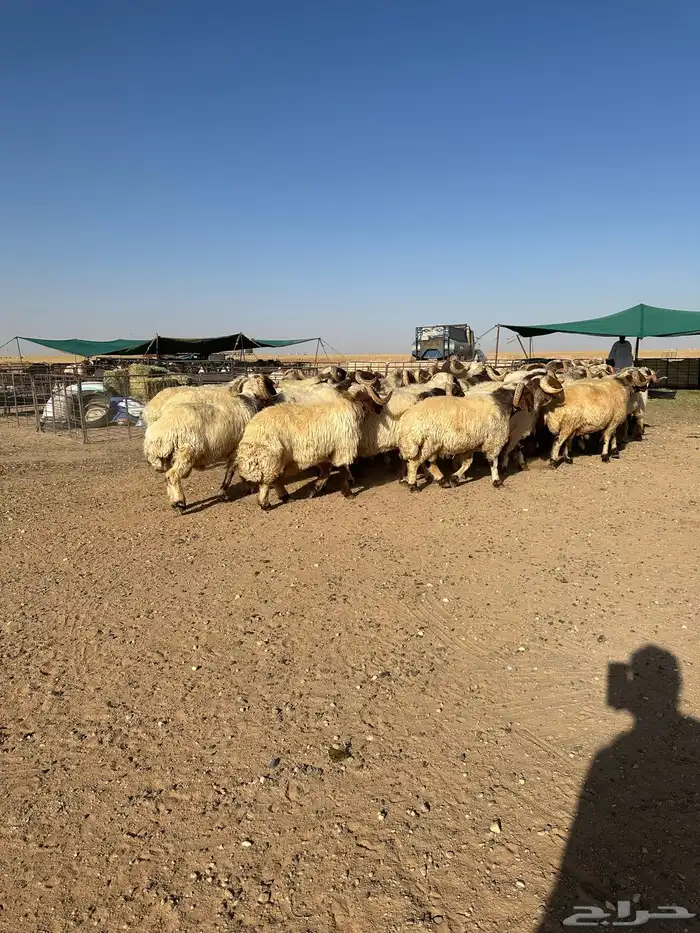 فحول أنعيم طيبه اللبييع 6