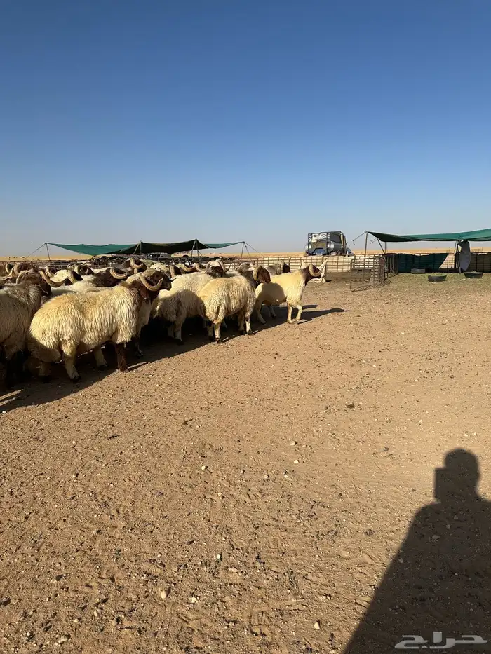 فحول أنعيم طيبه اللبييع 1