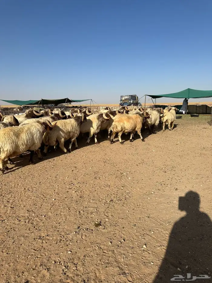 فحول أنعيم طيبه اللبييع 11