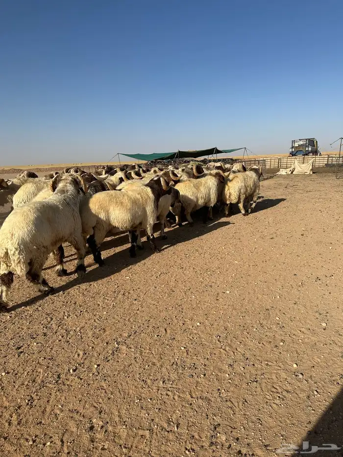 فحول أنعيم طيبه اللبييع 4